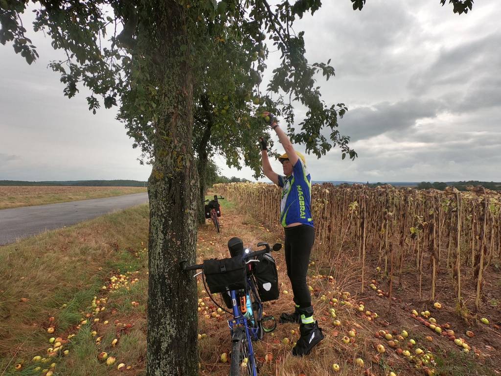 man standing by apple tree
