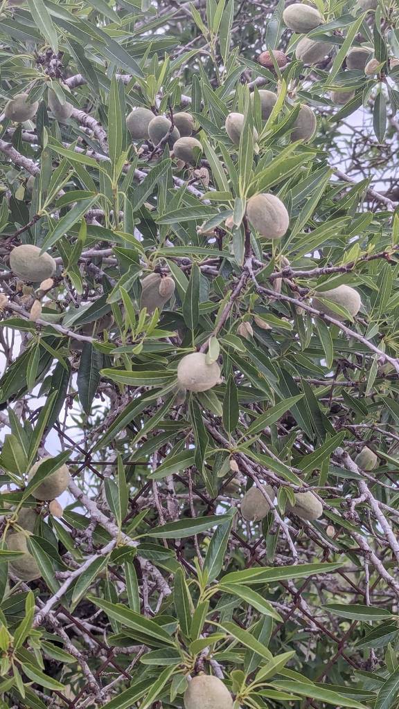 Almonds on tree