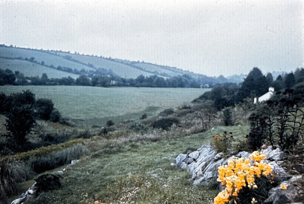 flowers and mountains