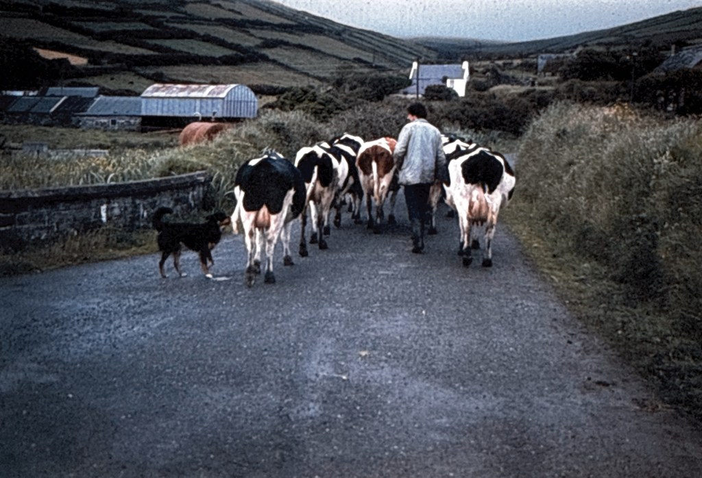Livestock being moved to a different field.